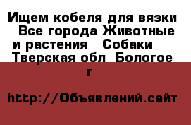 Ищем кобеля для вязки - Все города Животные и растения » Собаки   . Тверская обл.,Бологое г.